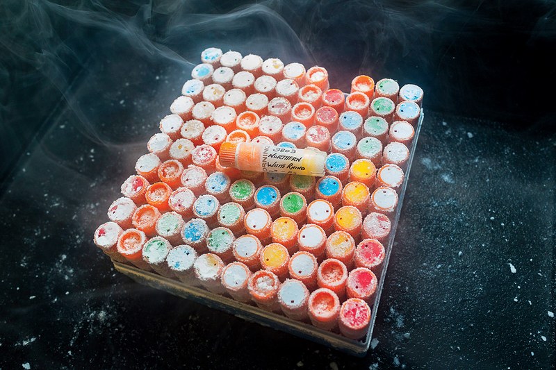 Un zoológico en una caja: 100 tubos -uno con un rinoceronte blanco del norte adentro- y varios miles más como ellos almacenados en congeladores fuera de San Diego.