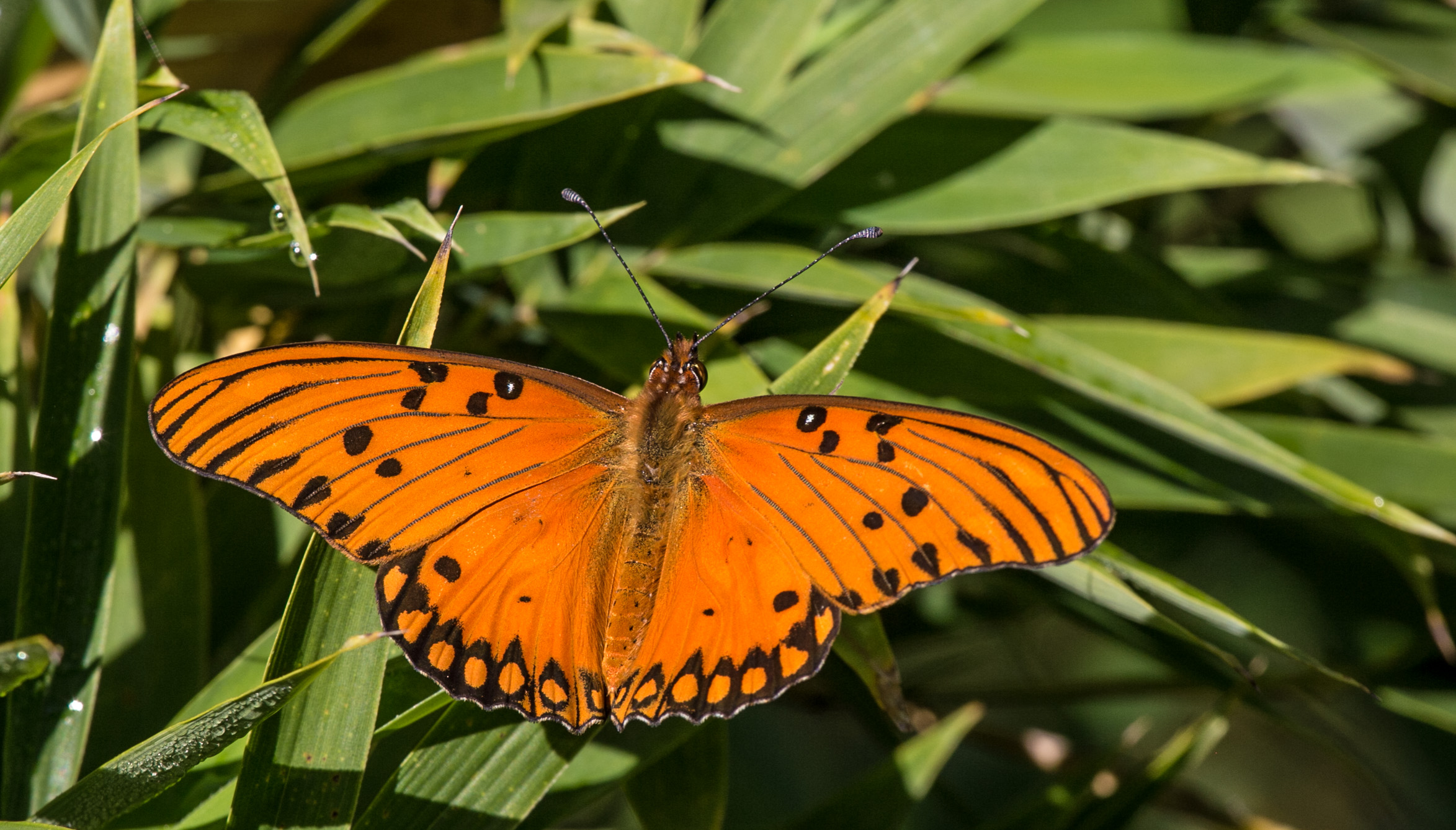 Argentina (Foto: Alejandro Ramírez Anderson)