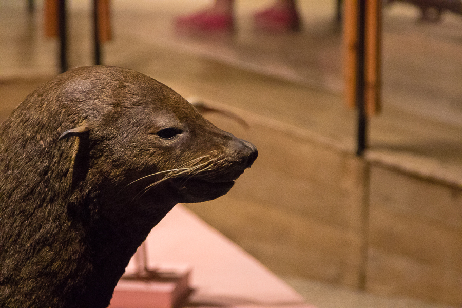 Silvia, la loba marina
