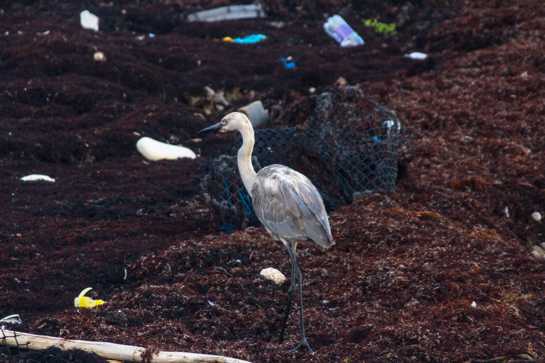 Algunas especies de aves conviven con el sargazo y la basura, entre los que buscan pequeños crustáceos o restos de animales de los cuales se alimentan (Foto: Jans Sosa Rojas).