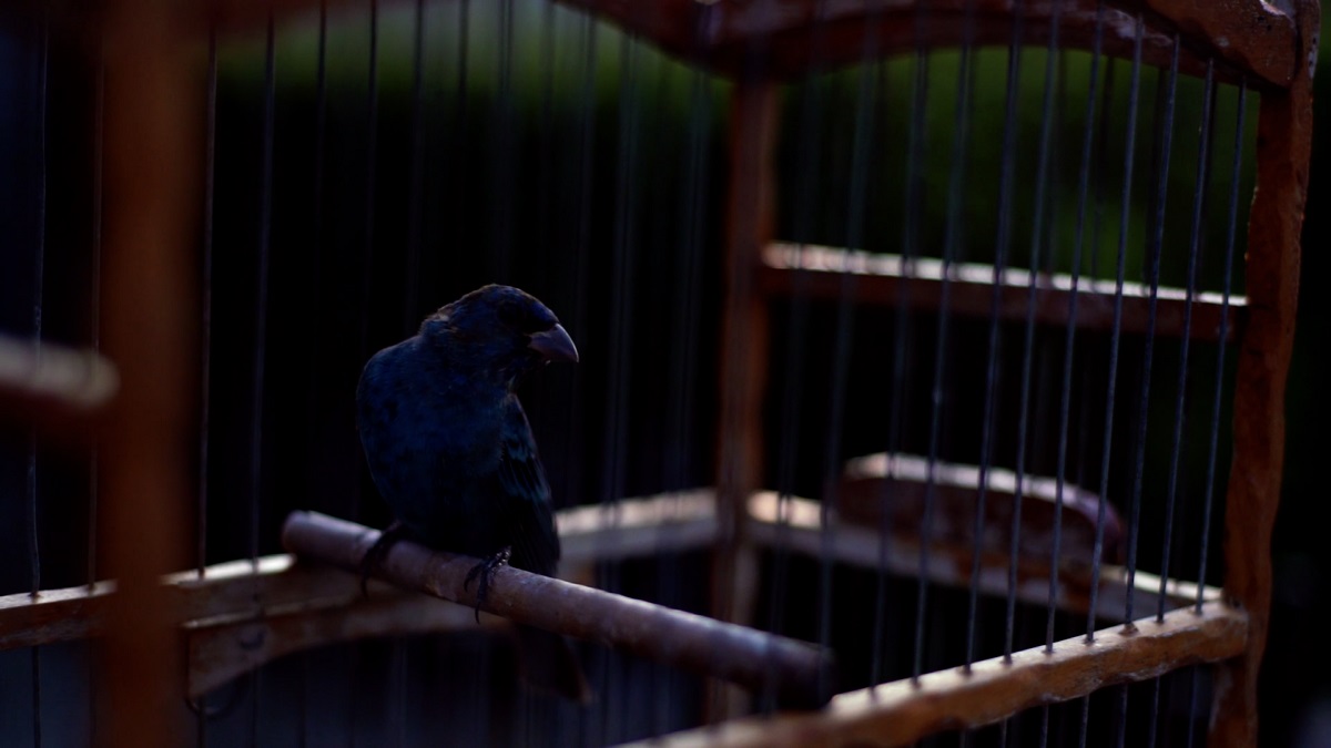 2 caza furtiva de azulejos 2019-07-12 a la(s) 2.02.12 p.m.