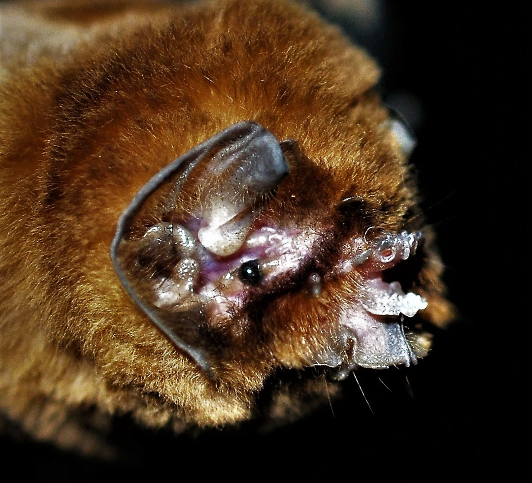 Murciélago Cara de Fantasma (Mormoops blainvillei). Foto tomada durante el éxodo nocturno en la caverna La Barca, Parque Nacional Guanahacabibes. Agradecimientos a Brock y Sherry Fenton (Foto: Jose Manuel de la Cruz Mora).
