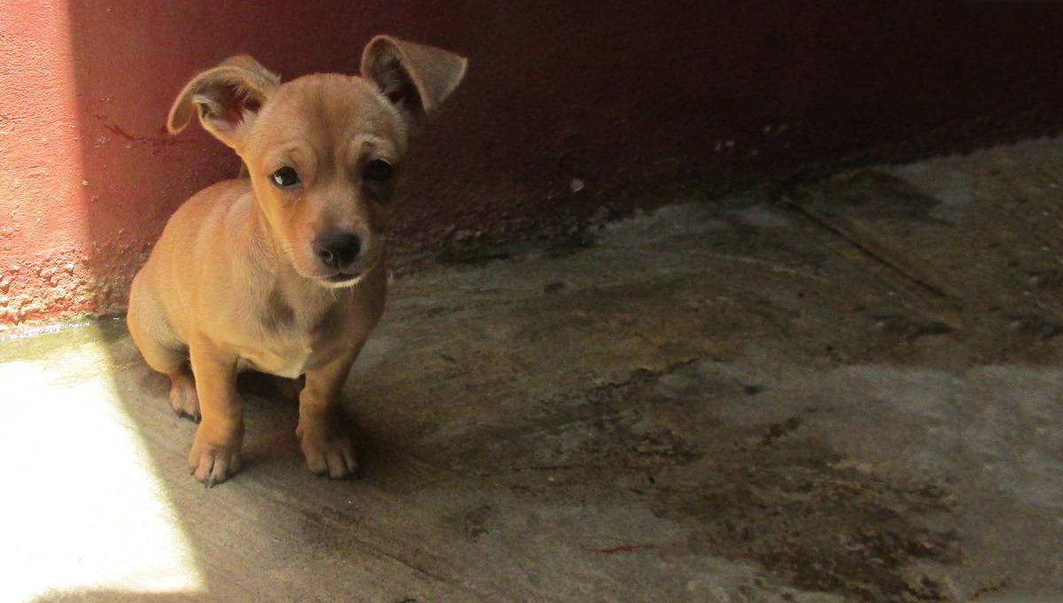 1 Movimiento Animalista