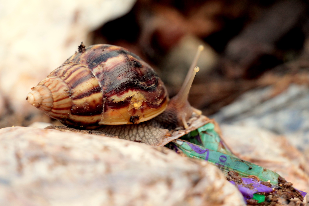 Foto: Hitchman Powell