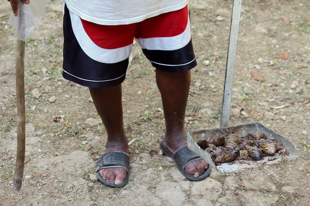A sus 87 años, Luis Collado se ve obligado a recoger diariamente los moluscos para evitar que entren a su casa (Foto: Hitcham Powell).
