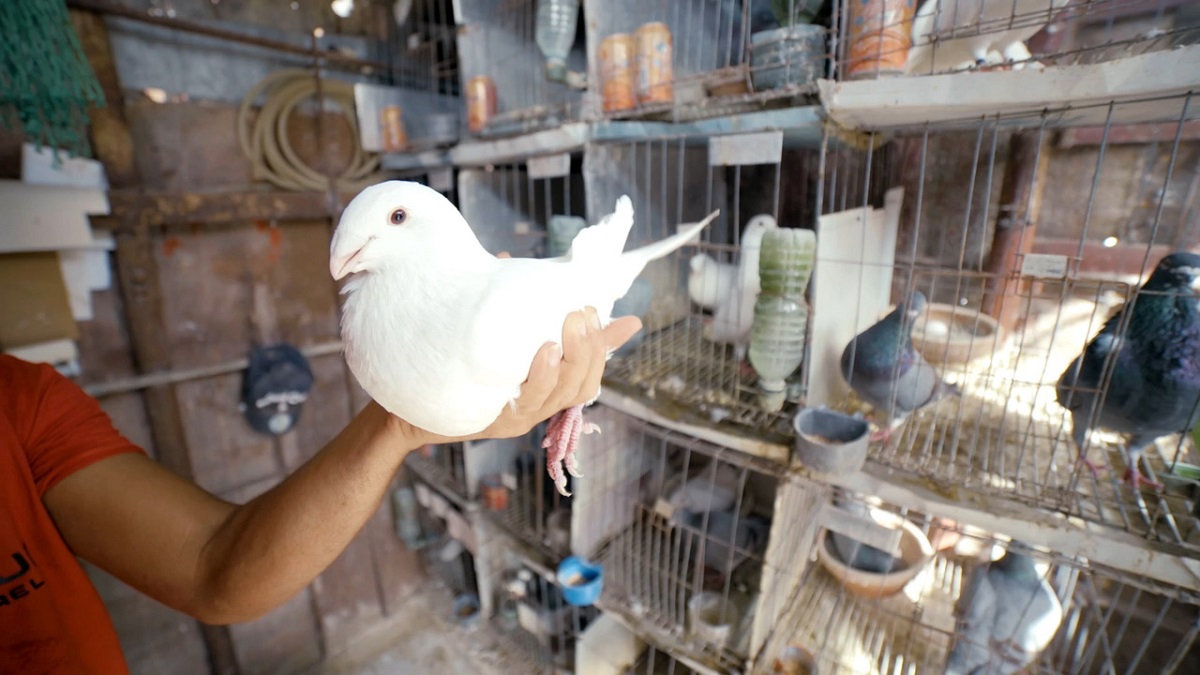 Sacrificio animal_Portada