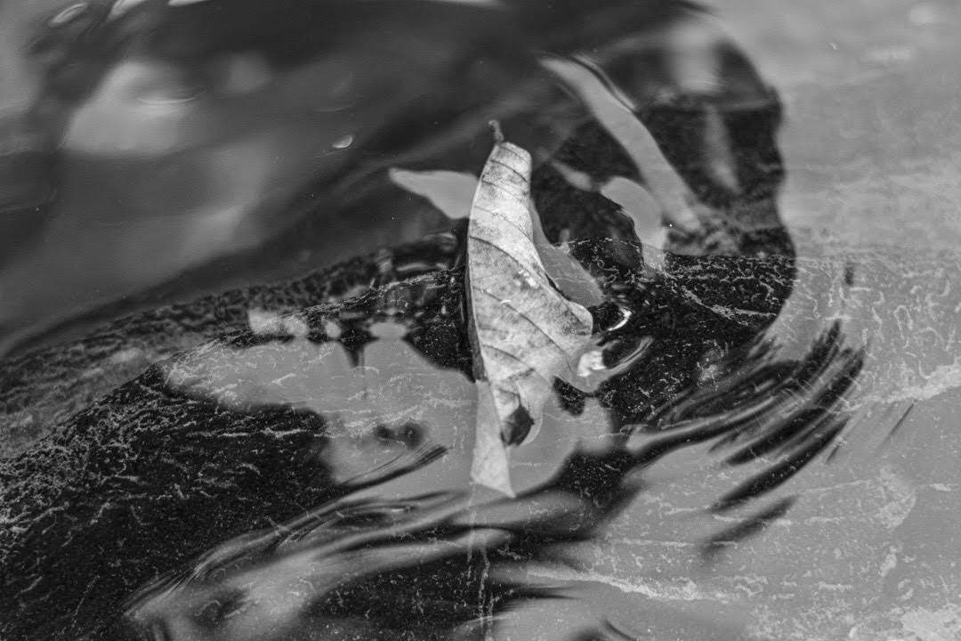 El río Guamá es la principal fuente de agua de la comunidad montañosa Hoyo del Guamá, en la provincia de Pinar del Río. El agua de su cauce es cristalina, pura, nace a pocos kilómetros del valle, y lo atraviesa; sin embargo, al pasar por la ciudad de Pinar del Río a 8 kilómetros de allí, se transforma, se enquista, oscurece, se tiñe del color de la contaminación (Foto: Lázaro Lemus).