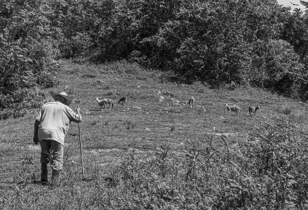 Por su avanzada edad, Alejandro, no puede trabajar la tierra. En cambio, se dedica a pastorear carneros en los campos verdes de las lomas. Habla de lo doloroso que es para él caminar o permanecer mucho tiempo de pie, a causa del avanzado desgaste de las articulaciones de sus rodillas (Foto: Lázaro Lemus).