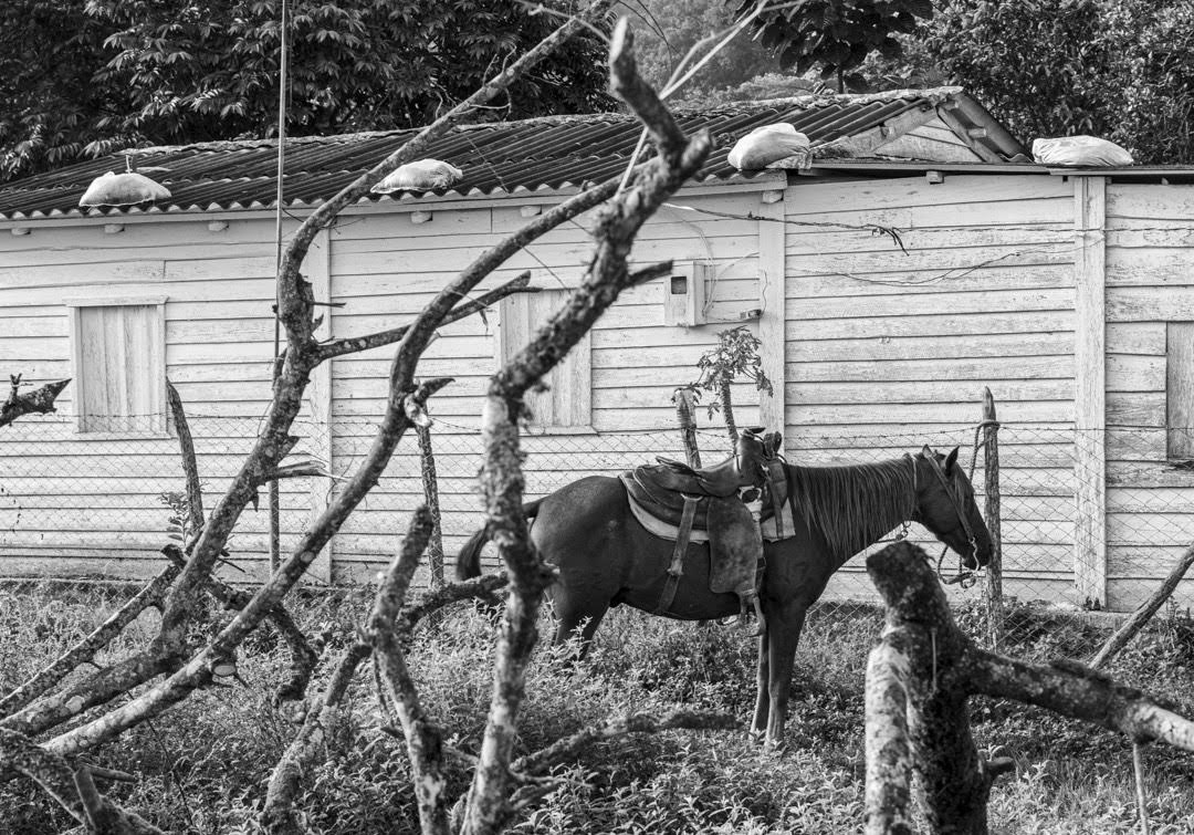 La mayoría de las casas de la comunidad Hoyo del Guamá están hechas de madera de pino y de palma. Sus techos están cubiertos de sacos de arena para afianzarlos, y evitar que salgan volando por algún posible ciclón o tormenta, que suelen ser frecuentes en la zona más occidental de Cuba (Foto: Lázaro Lemus).