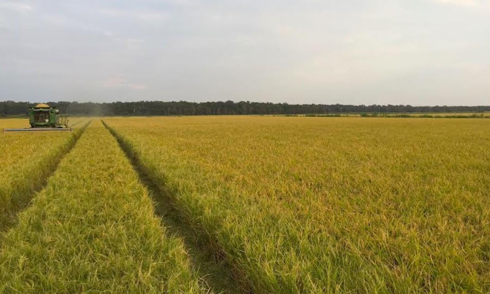 Cultivo de arroz de la familia Isbell en 2016 (Foto: Mark Isbell)