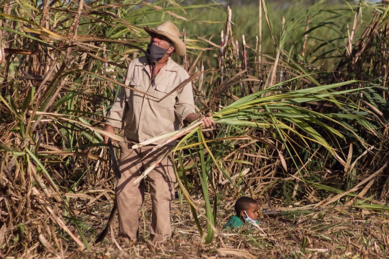 7Corte de la caña_Portada