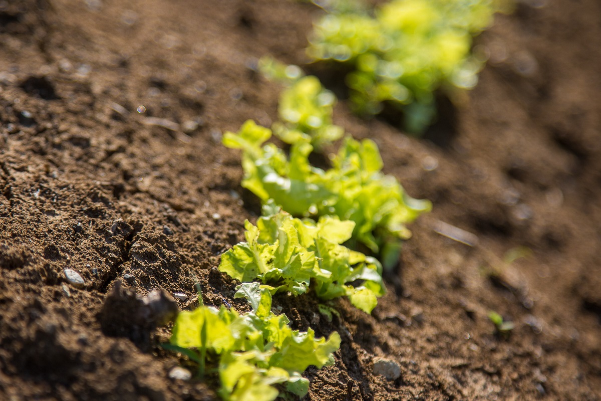 Foto: Ismario Rodríguez.