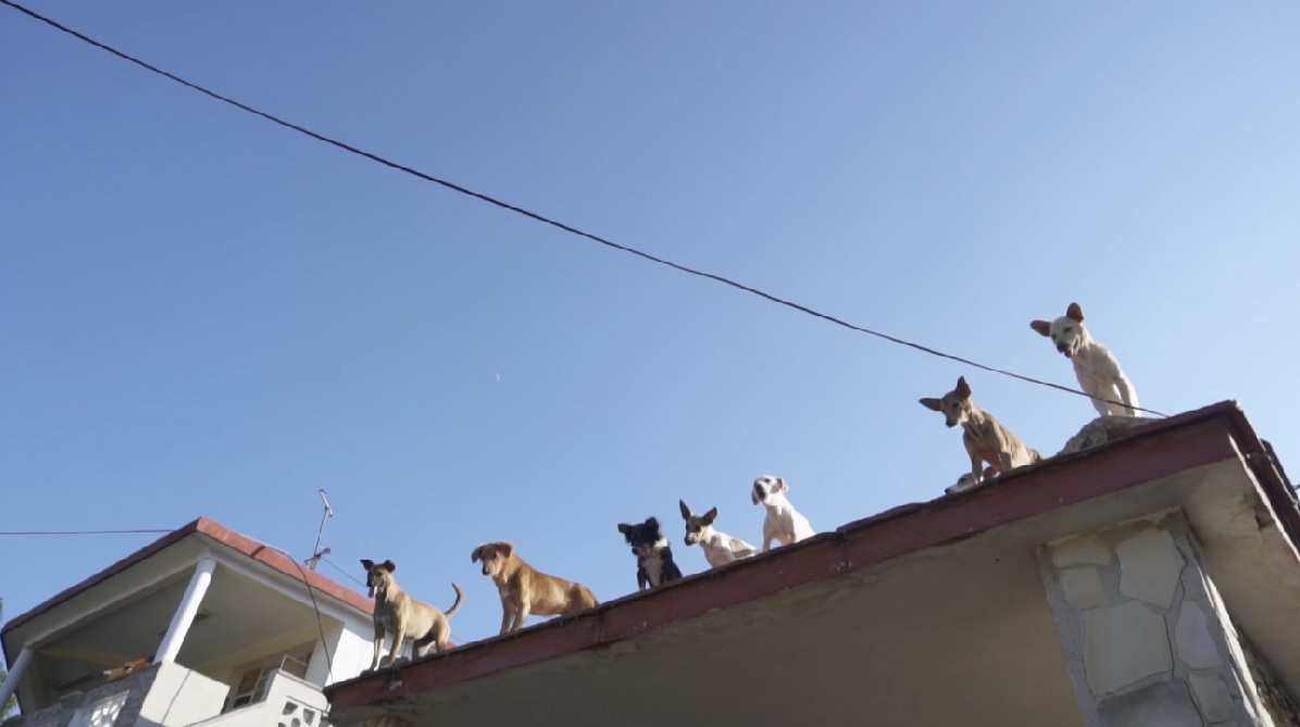 Refugio animales 2_portada