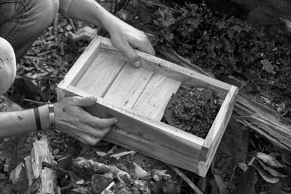 4_Abejas de la tierra_Lázaro Lemus_Portada
