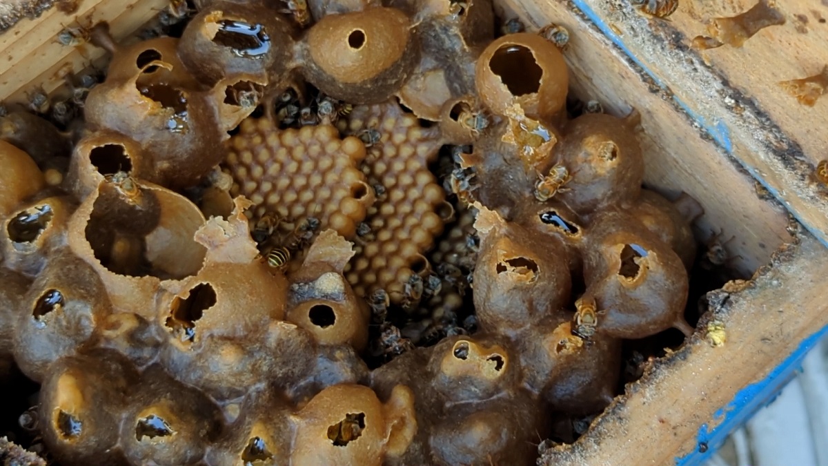 4 abejas meliponas_portada