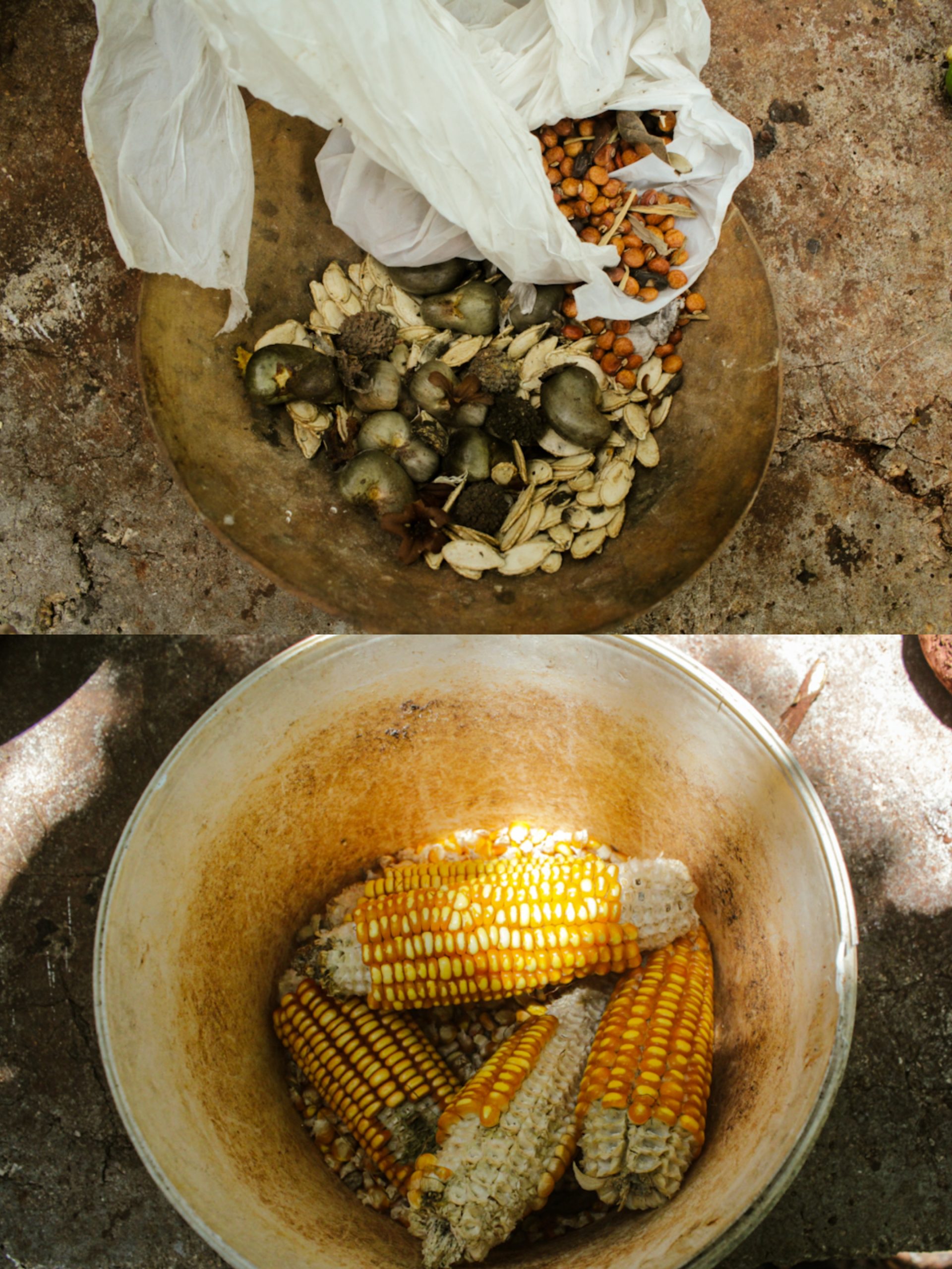 Semillas que guarda para regar por el bosque (Foto: Lien Villavicencio Cabrera).