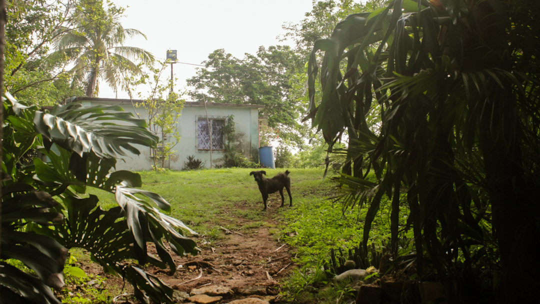 Negri nunca se separa de Elisa (Foto: Lien Villavicencio Cabrera).