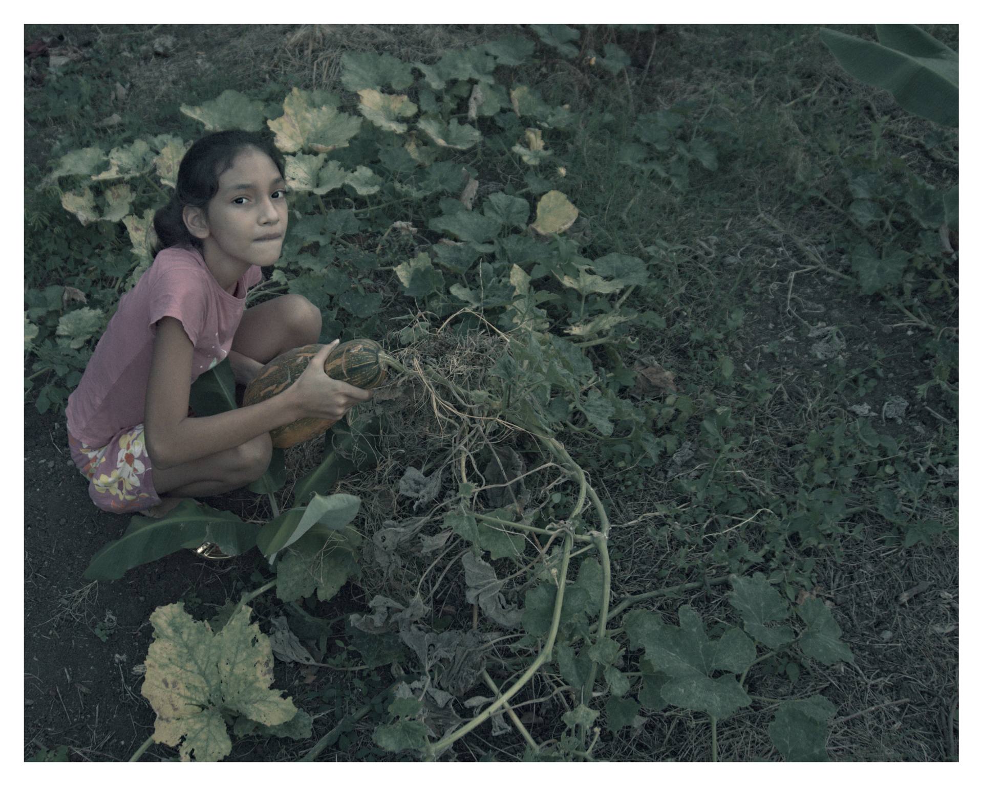 Niña agachada en un huerto de Santiago de Cuba sosteniendo una calabaza entre plantas verdes.