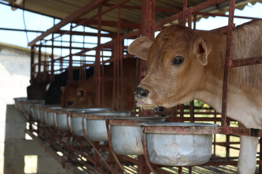 ternero en una granja