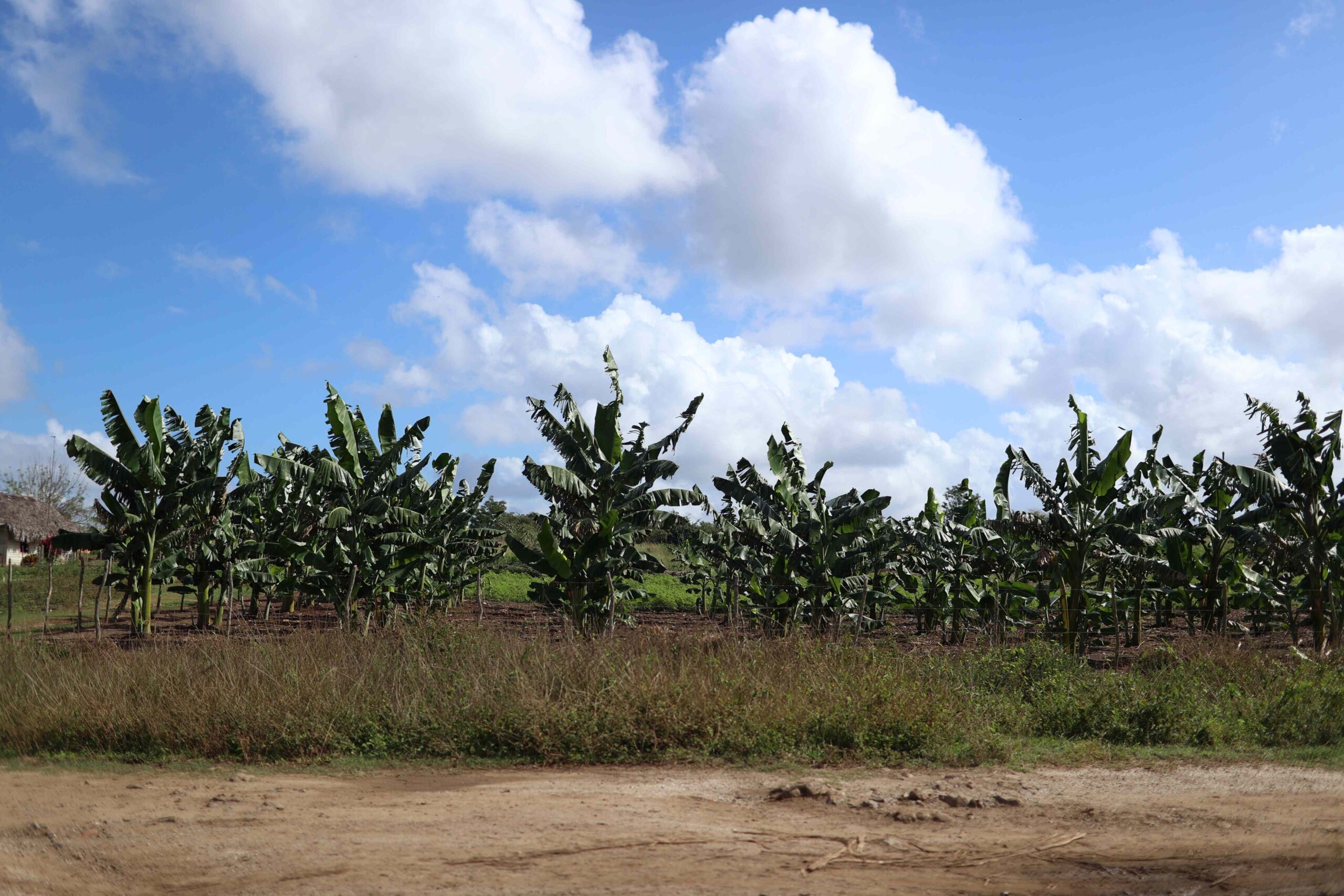 Matilde, an elderly farmer from Guáimaro, says she is pleased by the recent rains, which have helped her plantain to flourish.